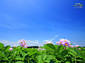 ジャガイモの花（更別村）